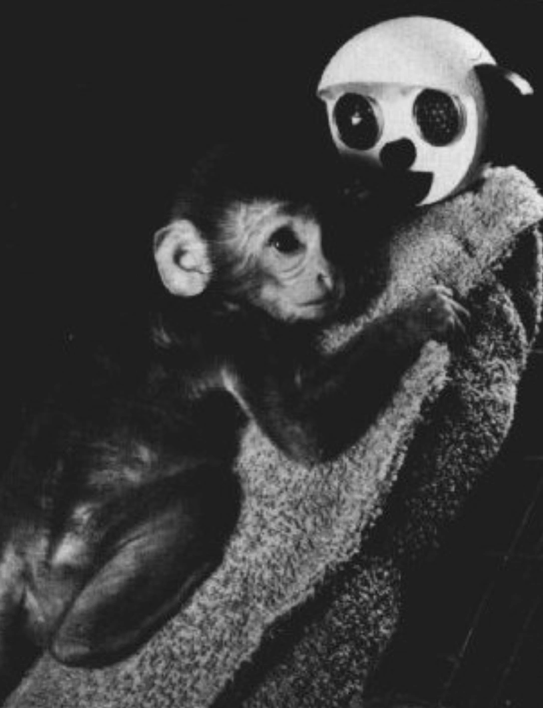 Le singe d'Harlow passant du temps avec la mère chaude qui a montré la puissance de la théorie de l'attachement mère-enfant, un sujet de recherche intéressant en psychologie du développement qui a également influencé les soignants dans le domaine de l'éducation.