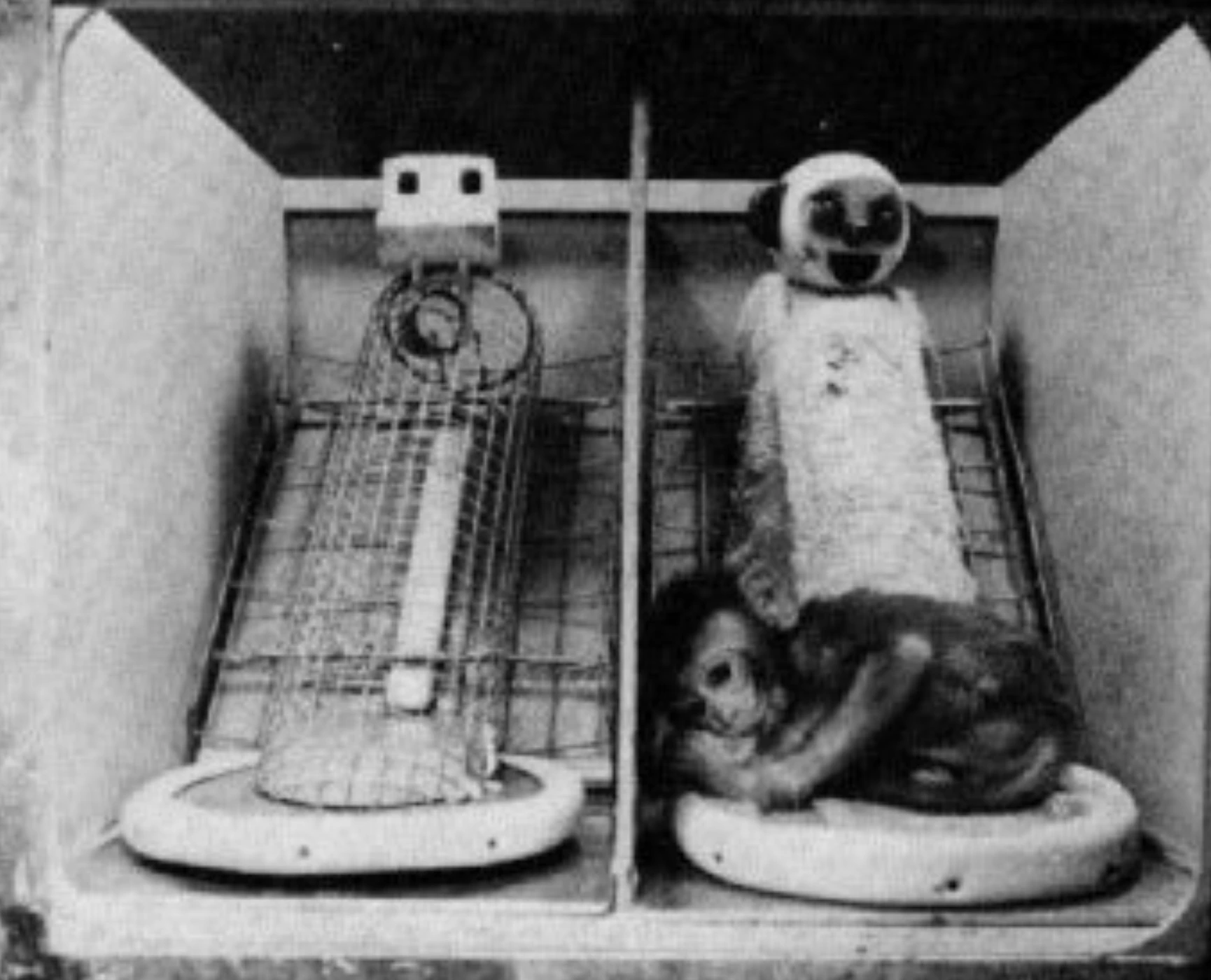 Gros plan du singe d'Harlow sur la mère chaude, un exemple de l'expérience de psychologie du développement démontrant la théorie de l'attachement mère-enfant.