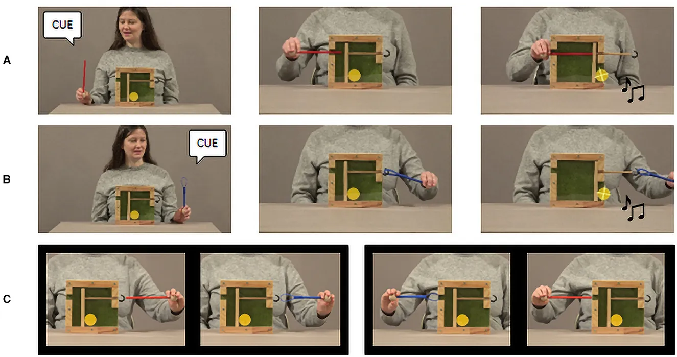 Exemplary still frames of learning phase videos and test trial pictures of tasks implemented using Labvanced in educational psychology research in toddlers.